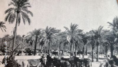mule depot under palm trees basra world war two